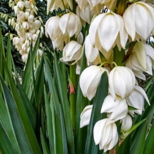 Close-up of a yucca plant with clusters of white bell-shaped flowers and long green leaves.